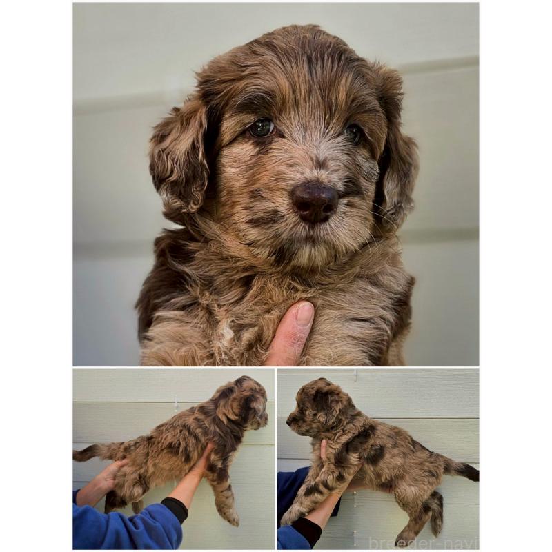 商談中の長野県のミックス犬-418627の2枚目