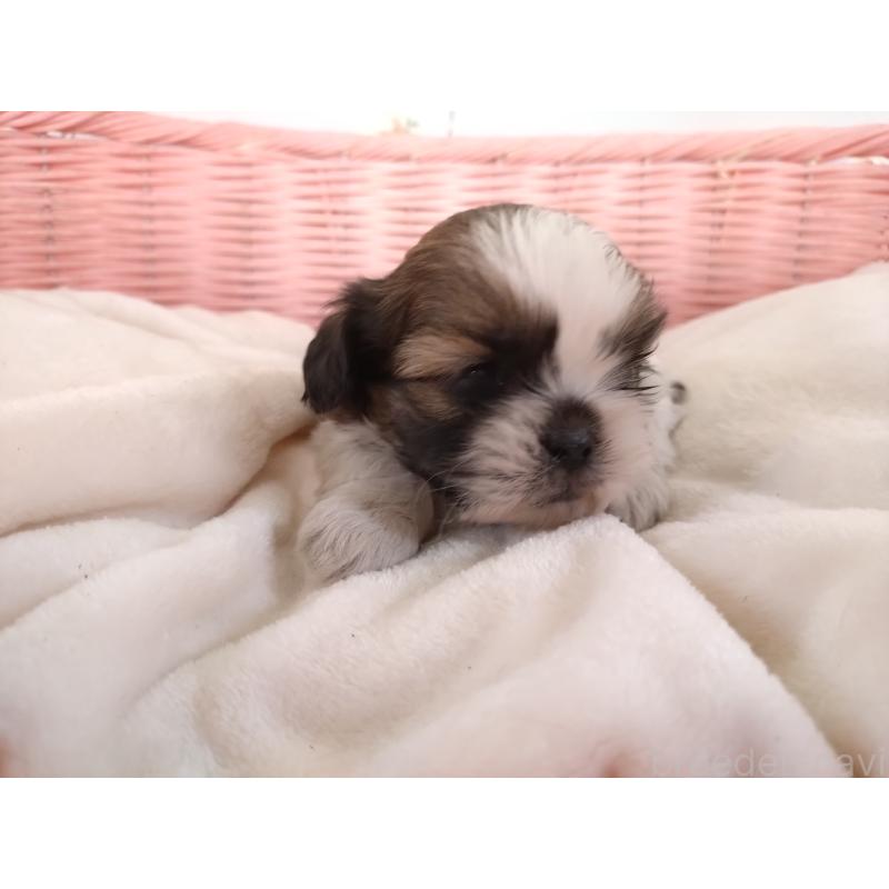 販売中の大阪府のシーズー-423296の10枚目