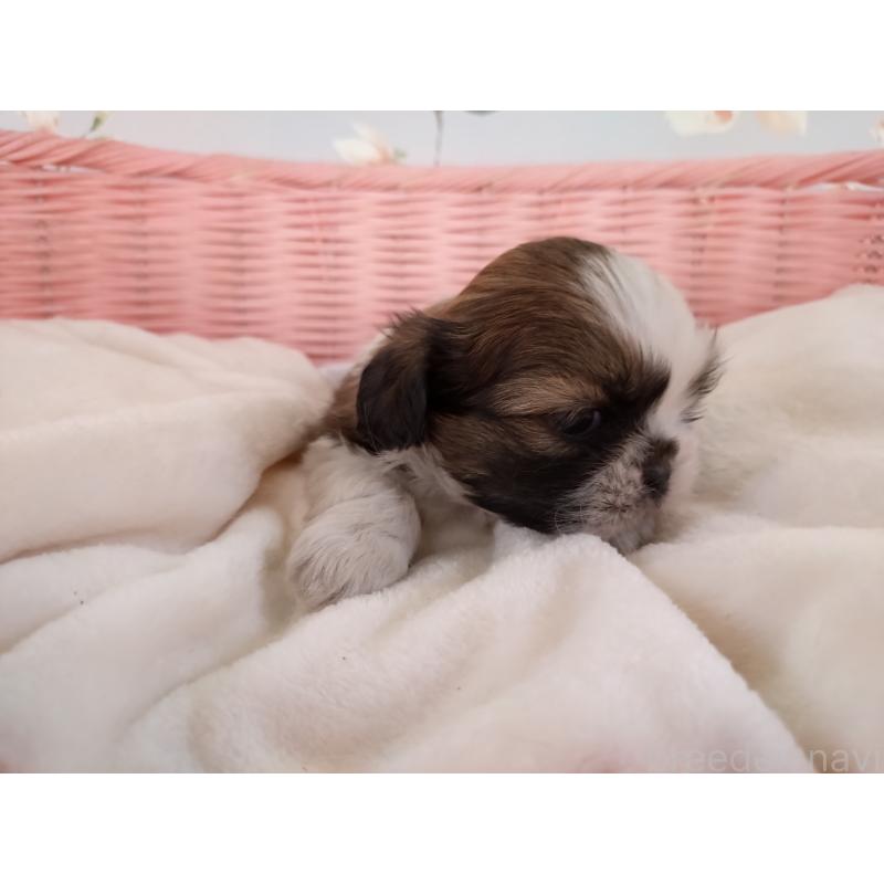 販売中の大阪府のシーズー-423296の9枚目