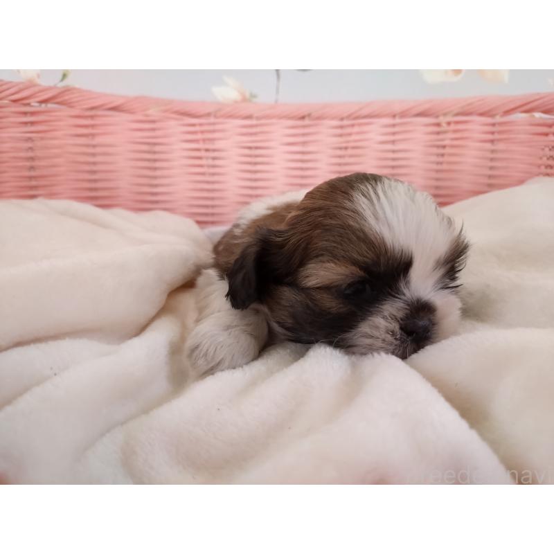 販売中の大阪府のシーズー-423296の8枚目