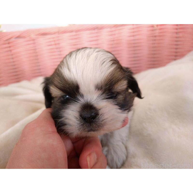 販売中の大阪府のシーズー-423296の7枚目