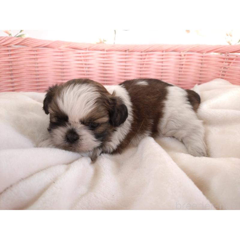 販売中の大阪府のシーズー-423296の6枚目