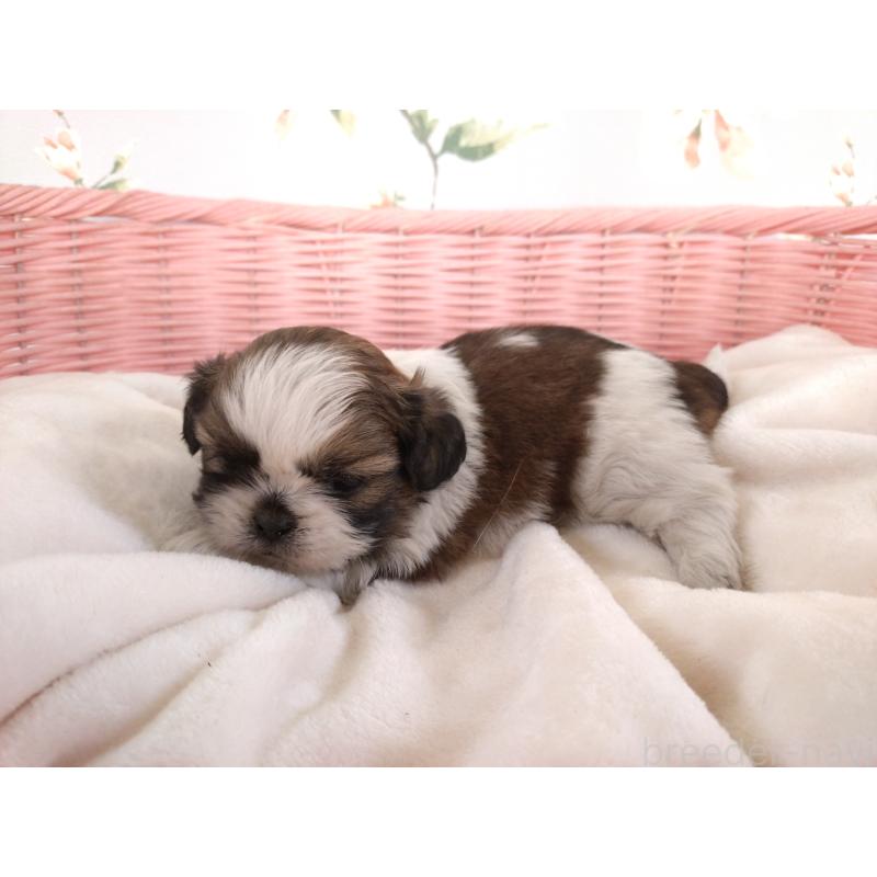 販売中の大阪府のシーズー-423296の5枚目