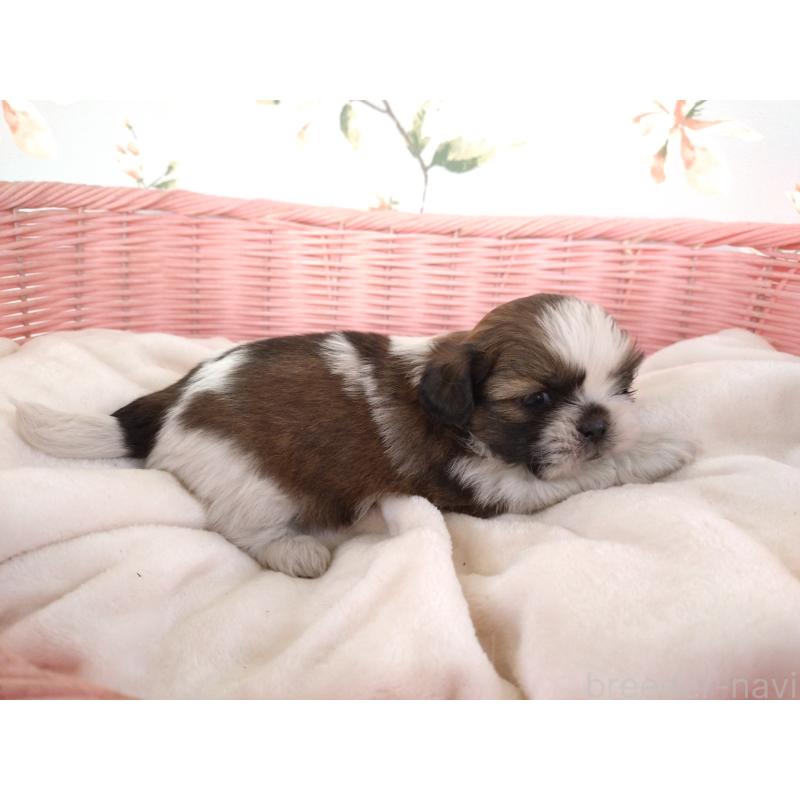 販売中の大阪府のシーズー-423296の4枚目