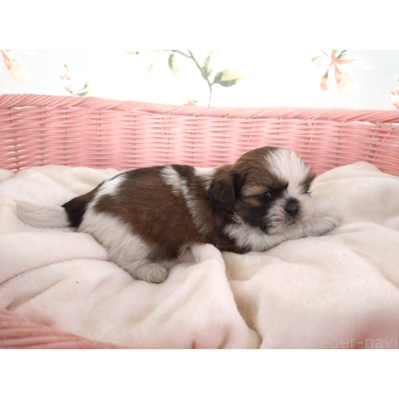 販売中の大阪府のシーズー-423296の3枚目