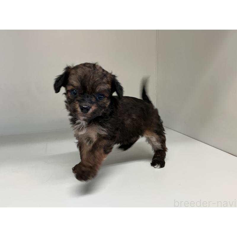 販売中の山形県のチワプー:チワワ×トイプードル-423297の8枚目