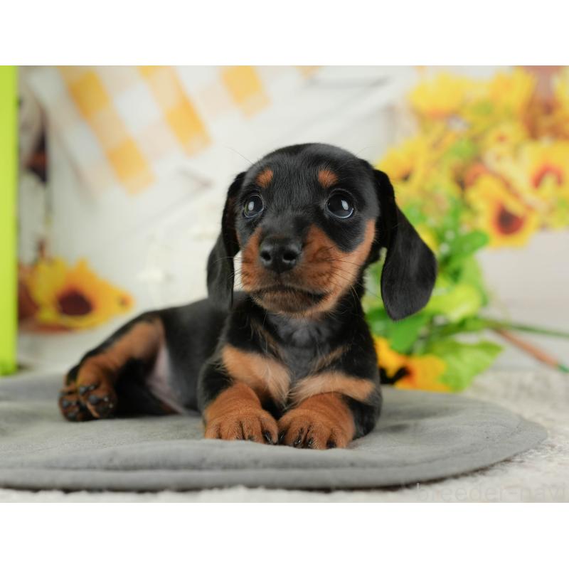 販売中の茨城県のミニチュアダックスフンド(スムースヘアード)-423298の7枚目