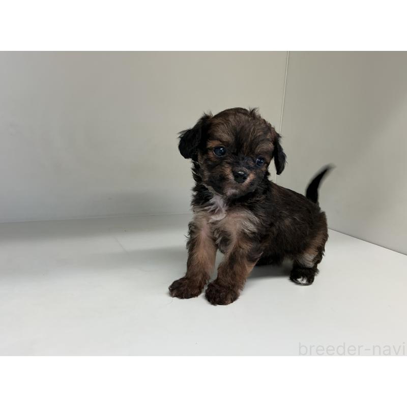 販売中の山形県のチワプー:チワワ×トイプードル-423297の7枚目