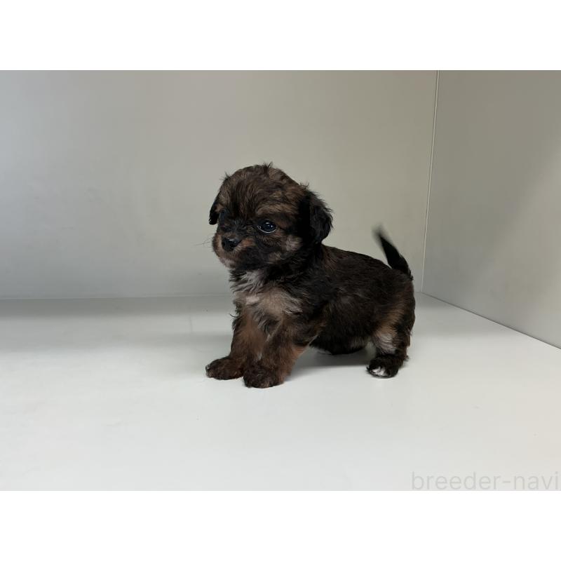 販売中の山形県のチワプー:チワワ×トイプードル-423297の6枚目