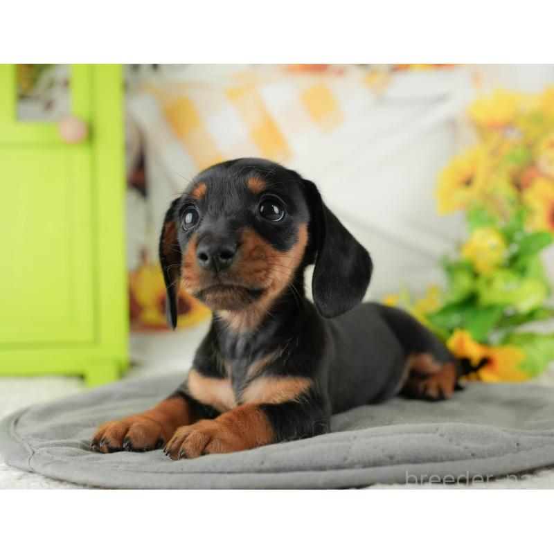 販売中の茨城県のミニチュアダックスフンド(スムースヘアード)-423298の6枚目