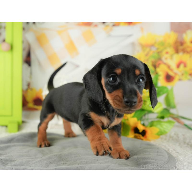 販売中の茨城県のミニチュアダックスフンド(スムースヘアード)-423298の5枚目