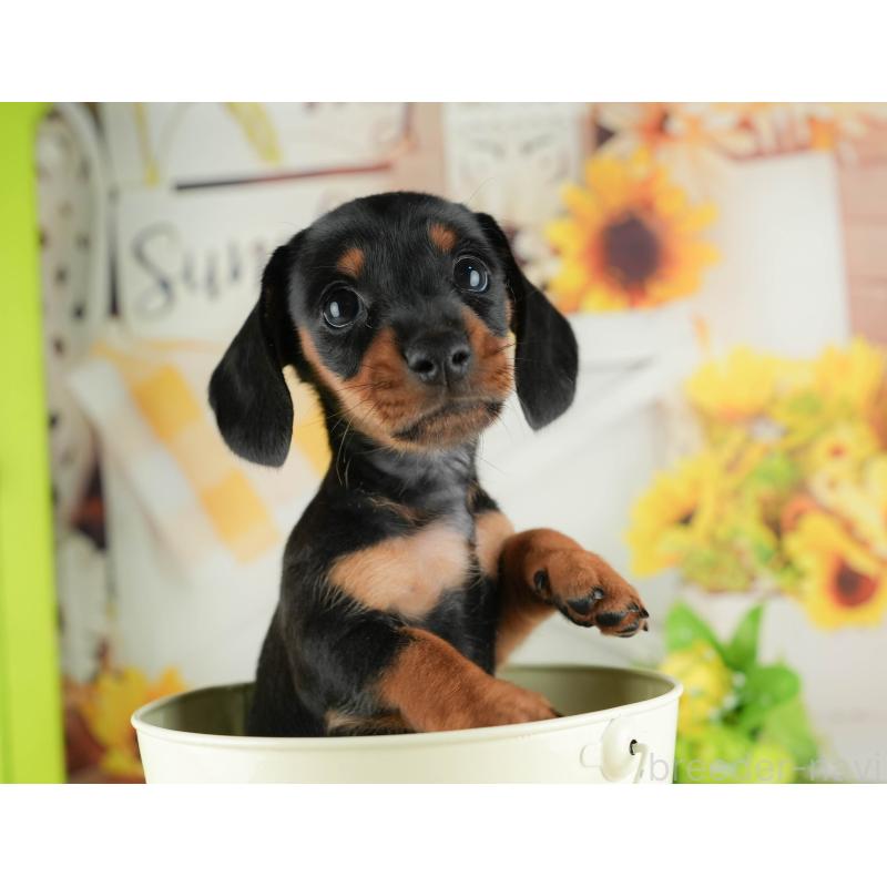 販売中の茨城県のミニチュアダックスフンド(スムースヘアード)-423298の4枚目