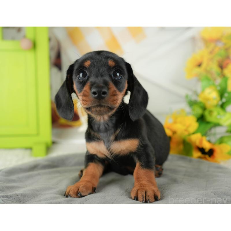 販売中の茨城県のミニチュアダックスフンド(スムースヘアード)-423298の3枚目