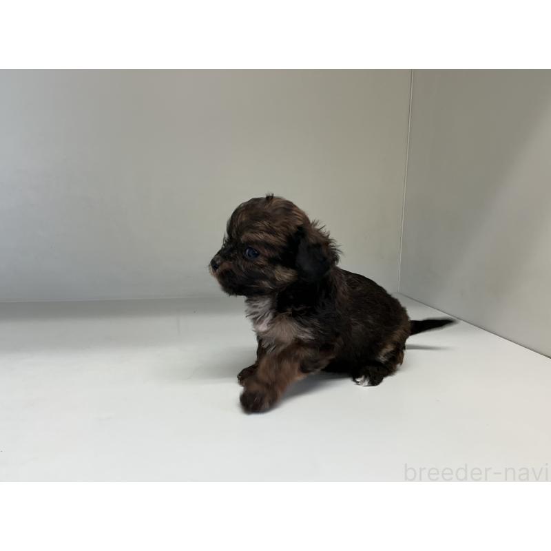 販売中の山形県のチワプー:チワワ×トイプードル-423297の5枚目
