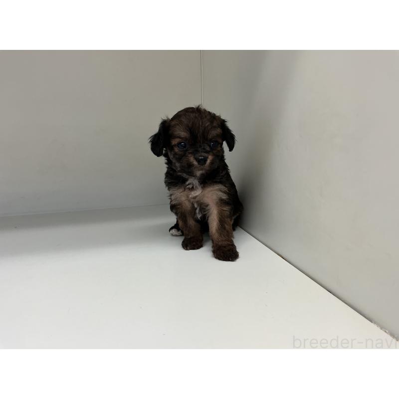 販売中の山形県のチワプー:チワワ×トイプードル-423297の4枚目