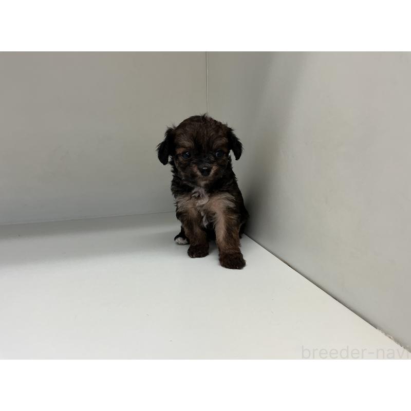 販売中の山形県のチワプー:チワワ×トイプードル-423297の3枚目