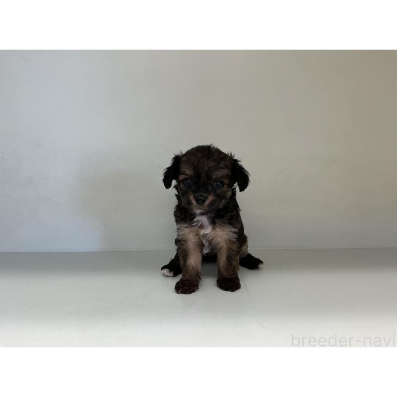 販売中の山形県のチワプー:チワワ×トイプードル-423297の2枚目