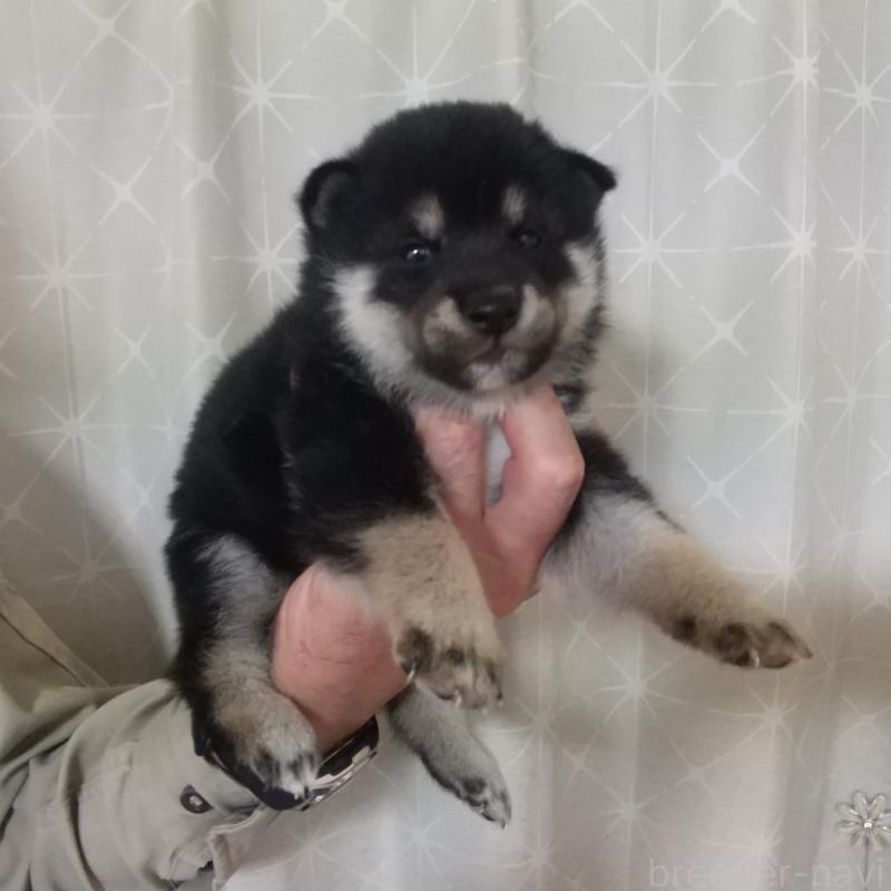 販売中の大分県の柴犬-423303