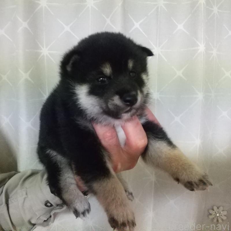 販売中の大分県の柴犬-423303の5枚目