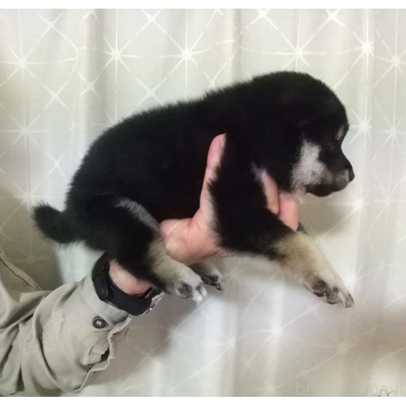 販売中の大分県の柴犬-423303の4枚目