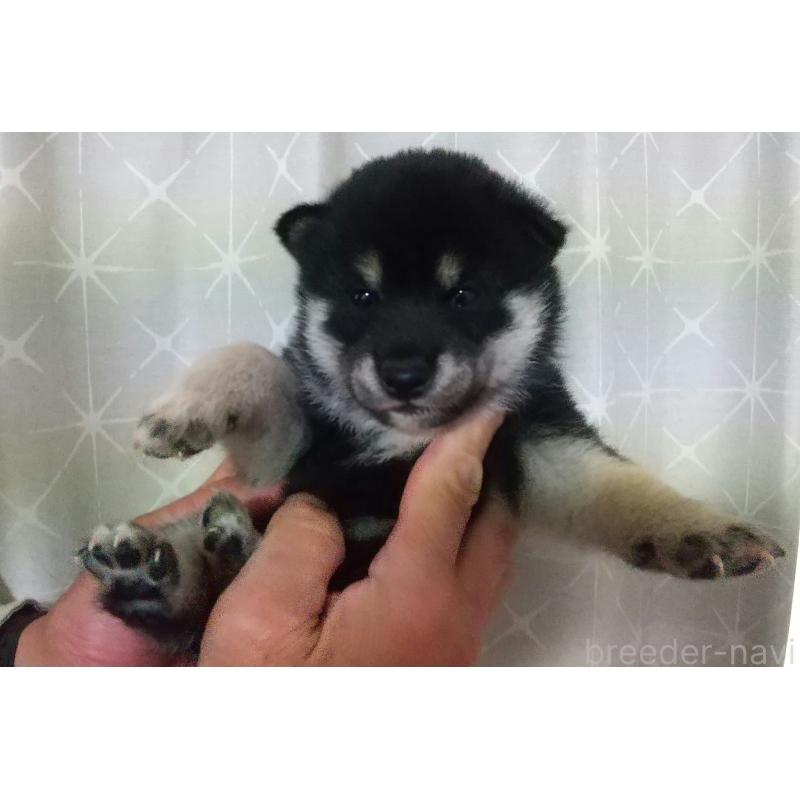 販売中の大分県の柴犬-423303の3枚目