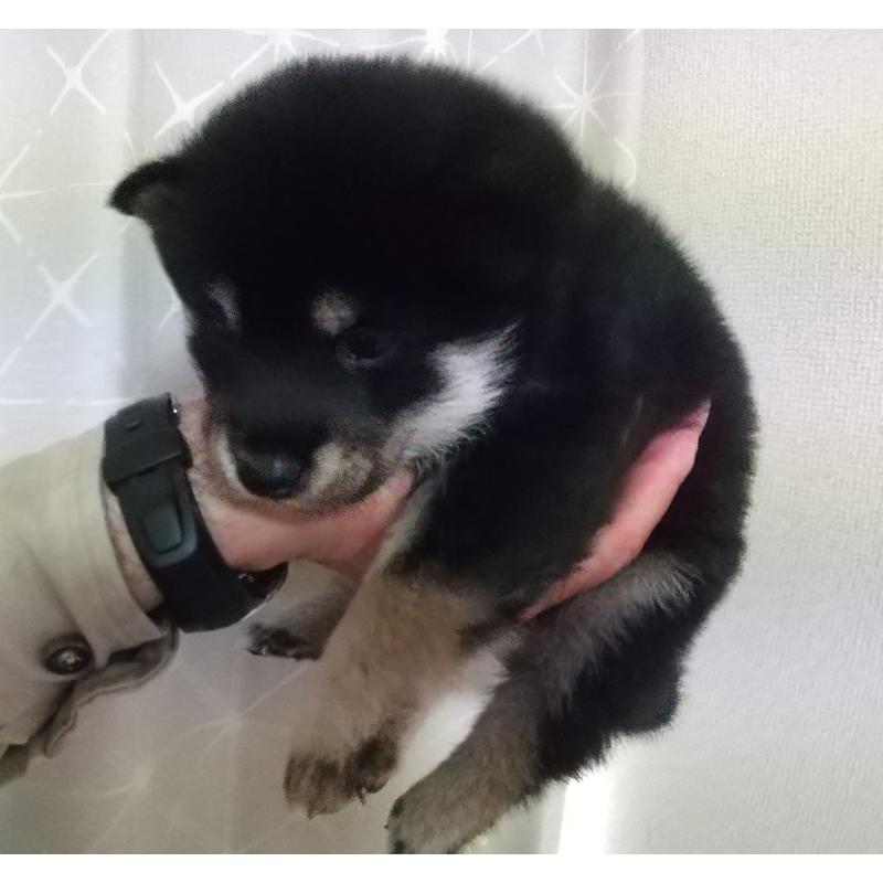 販売中の大分県の柴犬-423303の2枚目