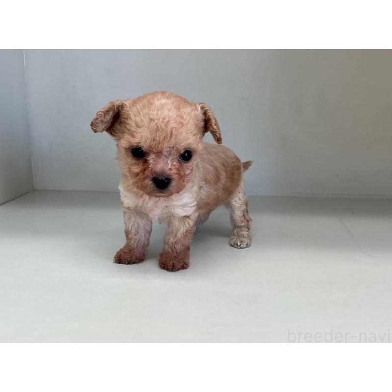 販売中の山形県のチワプー:チワワ×トイプードル-423299の8枚目