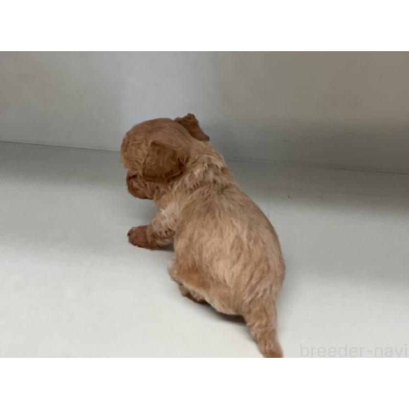 販売中の山形県のチワプー:チワワ×トイプードル-423299の7枚目