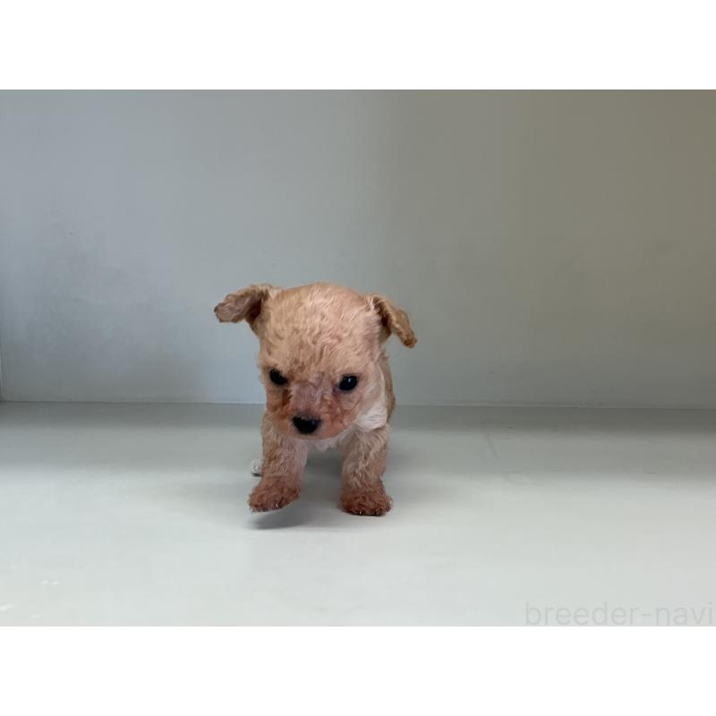 販売中の山形県のチワプー:チワワ×トイプードル-423299の6枚目