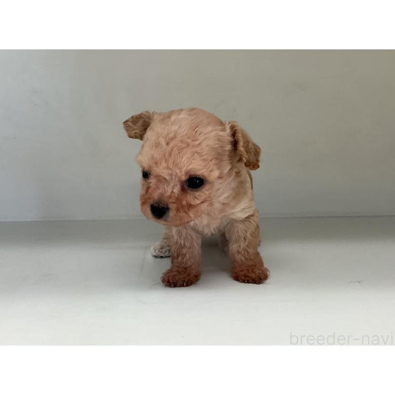 販売中の山形県のチワプー:チワワ×トイプードル-423299の5枚目