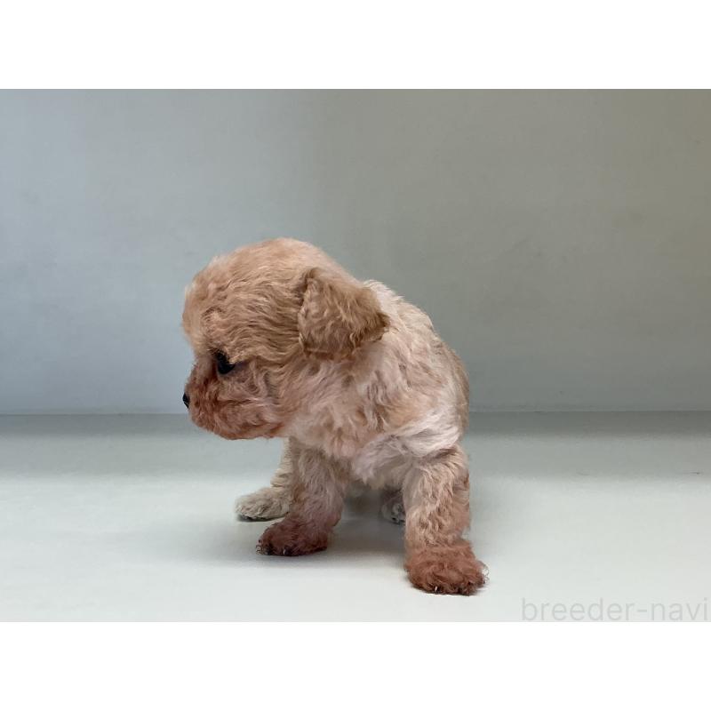 販売中の山形県のチワプー:チワワ×トイプードル-423299の4枚目