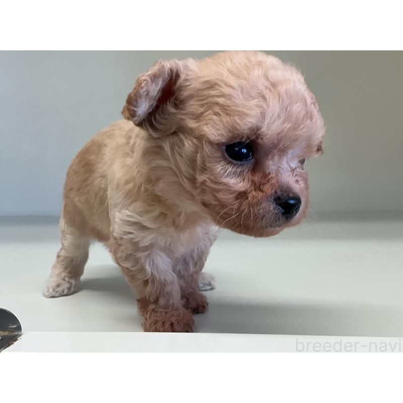 販売中の山形県のチワプー:チワワ×トイプードル-423299の3枚目