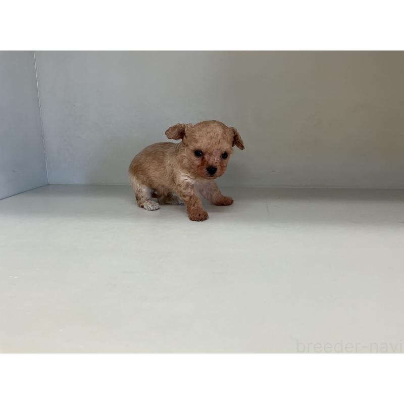 販売中の山形県のチワプー:チワワ×トイプードル-423299の2枚目