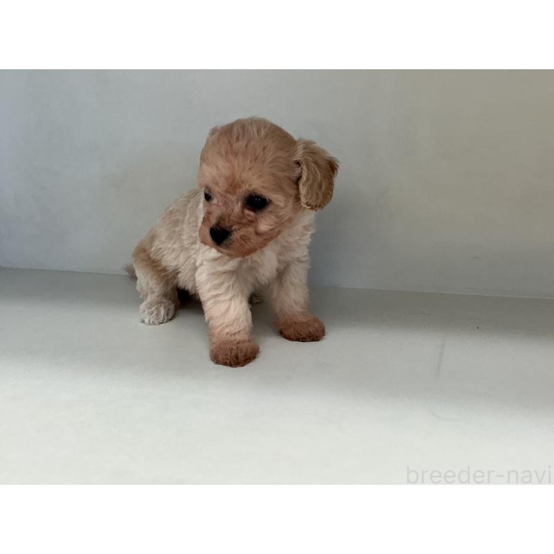 販売中の山形県のチワプー:チワワ×トイプードル-423300の7枚目