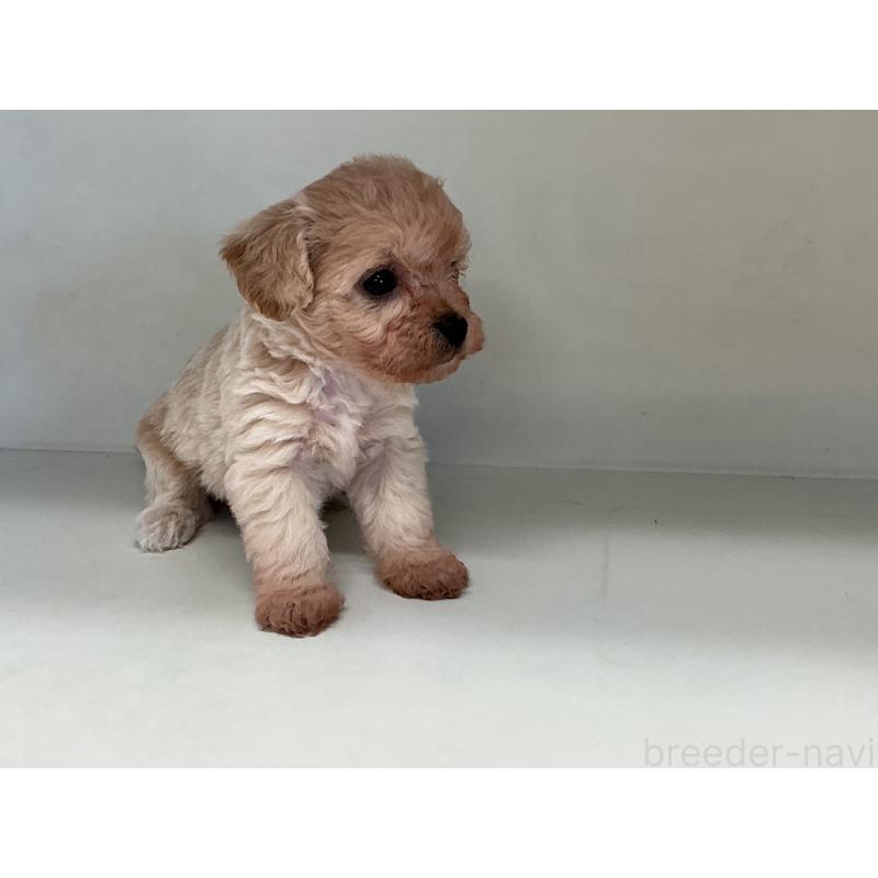 販売中の山形県のチワプー:チワワ×トイプードル-423300の6枚目