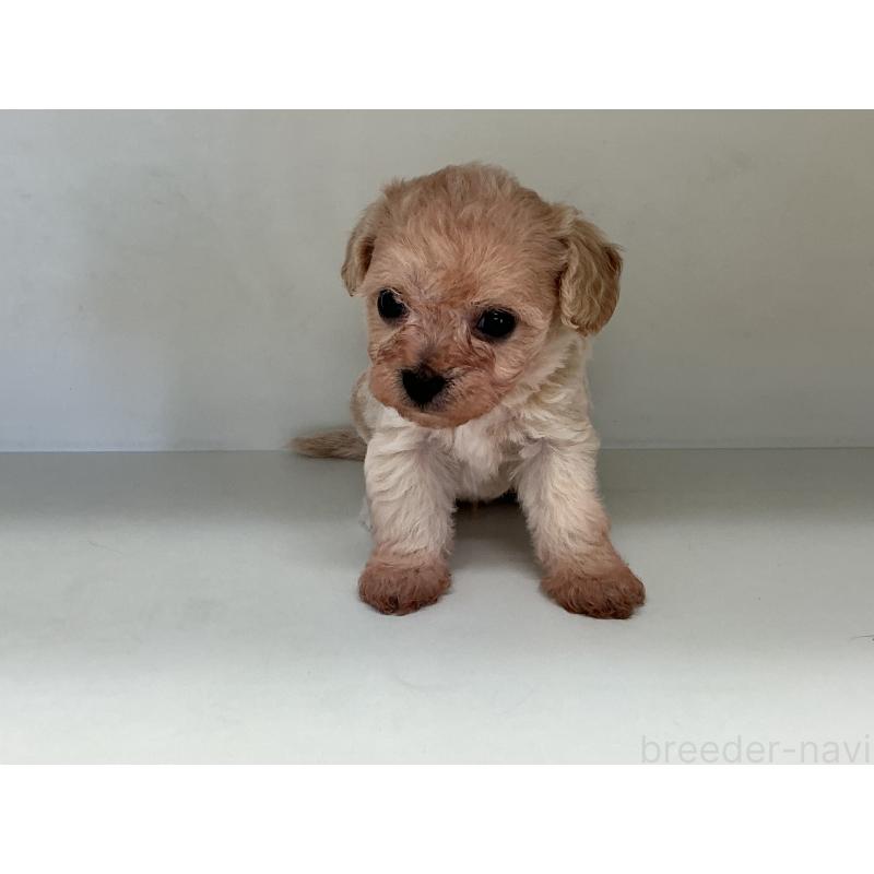 販売中の山形県のチワプー:チワワ×トイプードル-423300の5枚目