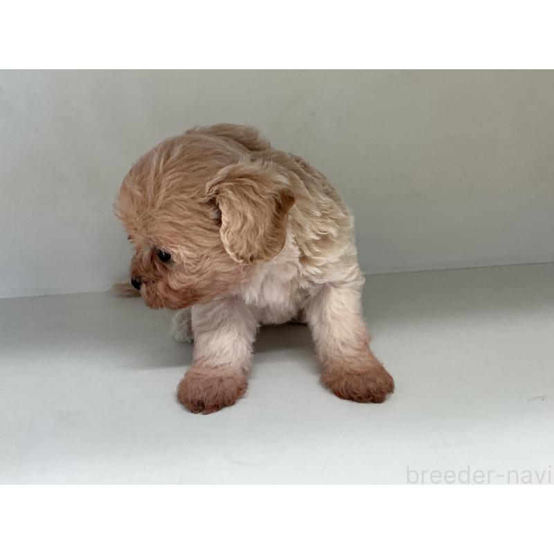 販売中の山形県のチワプー:チワワ×トイプードル-423300の4枚目