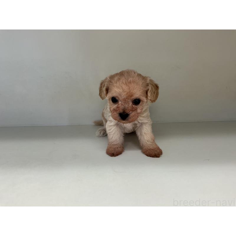 販売中の山形県のチワプー:チワワ×トイプードル-423300の3枚目