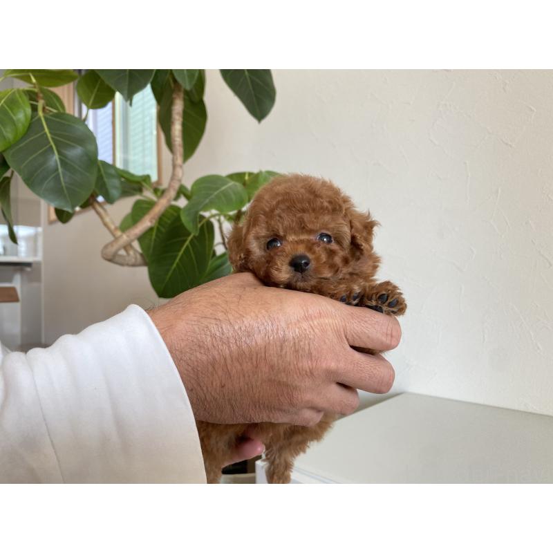 成約済の静岡県のトイプードル-420960の2枚目