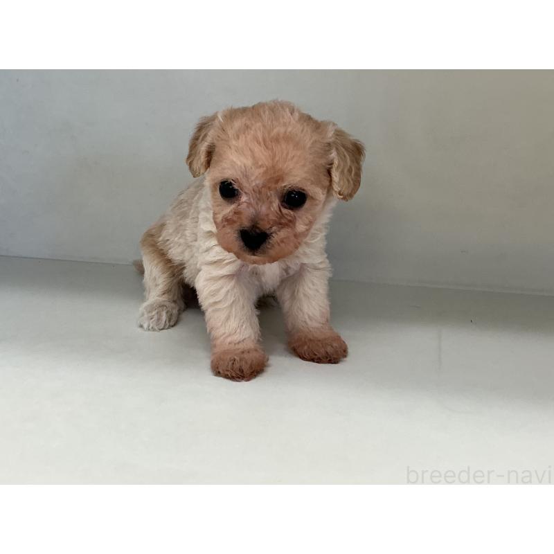 販売中の山形県のチワプー:チワワ×トイプードル-423300の2枚目