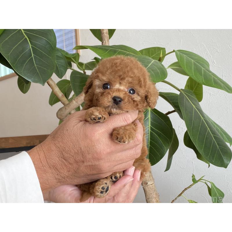 成約済の静岡県のトイプードル-420948の3枚目