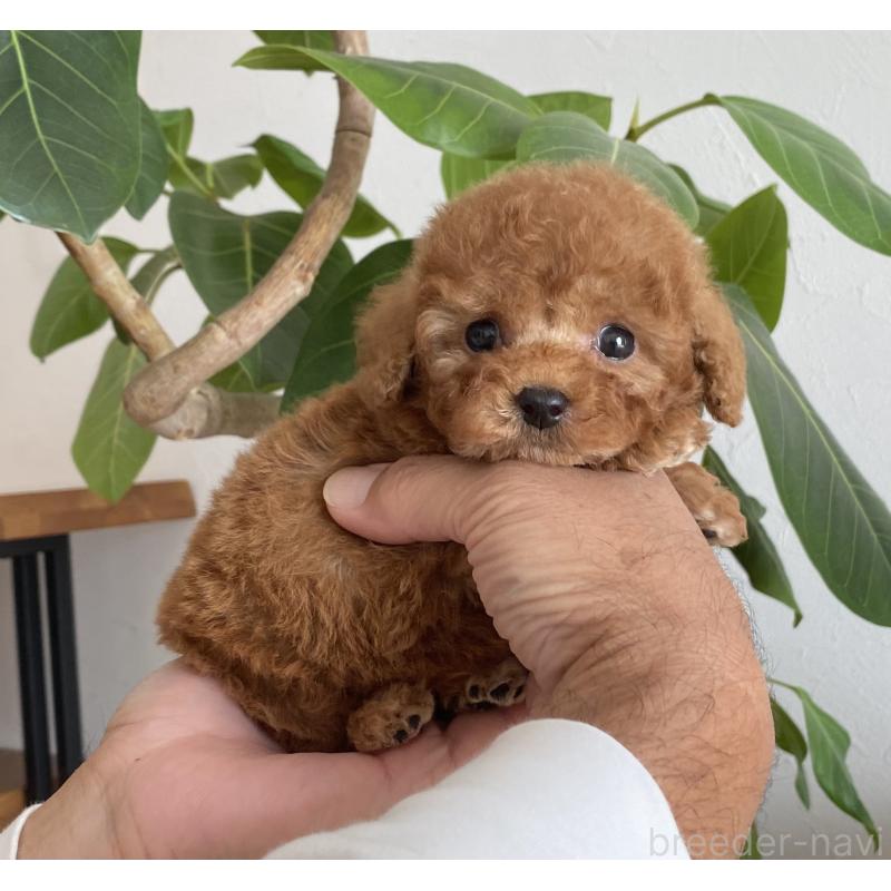 成約済の静岡県のトイプードル-420948の2枚目