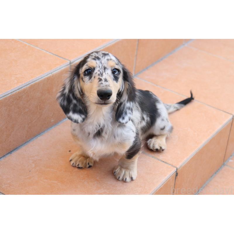 販売中の香川県のミニチュアダックスフンド(ロングヘアード)-406328の11枚目