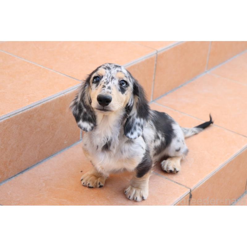 販売中の香川県のミニチュアダックスフンド(ロングヘアード)-406328の10枚目