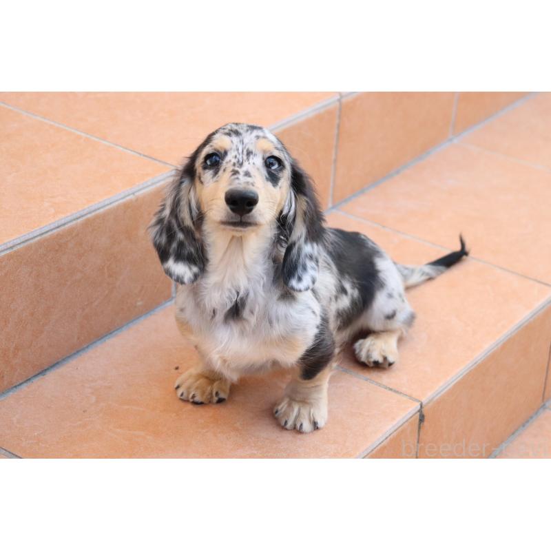 販売中の香川県のミニチュアダックスフンド(ロングヘアード)-406328の9枚目