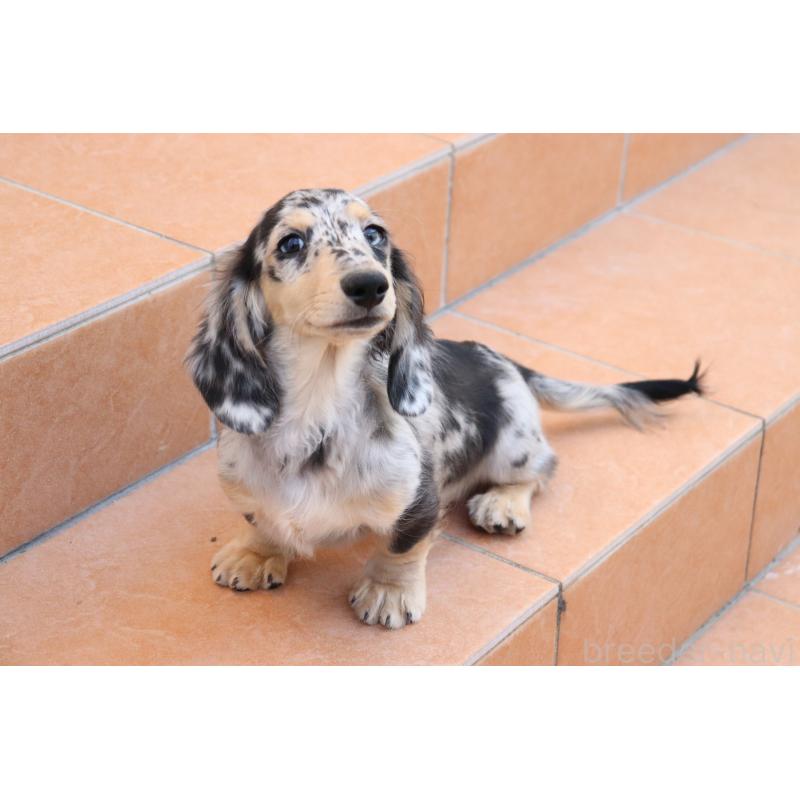 販売中の香川県のミニチュアダックスフンド(ロングヘアード)-406328の8枚目