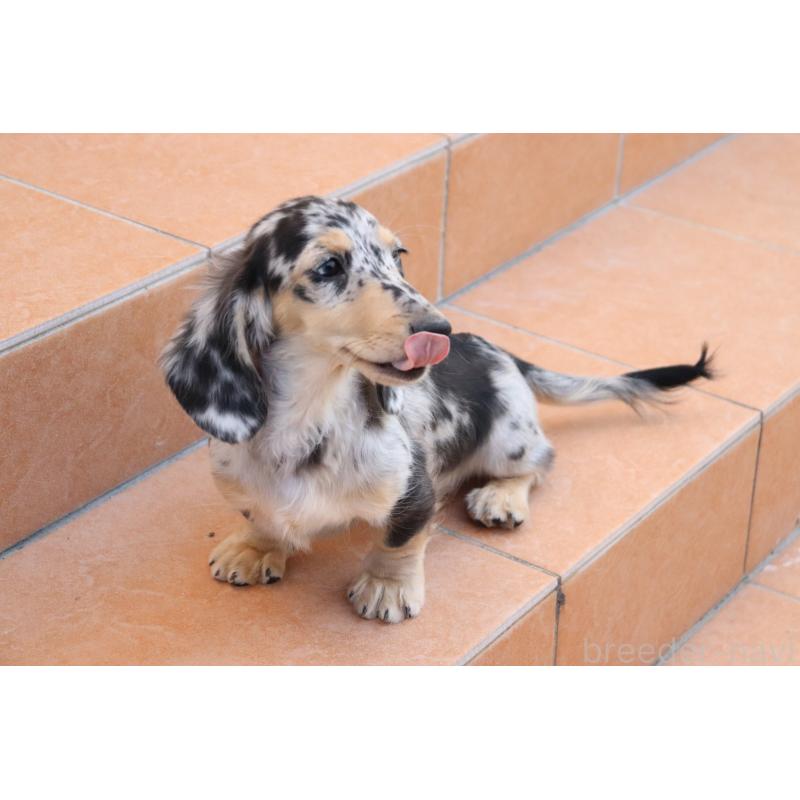 販売中の香川県のミニチュアダックスフンド(ロングヘアード)-406328の7枚目