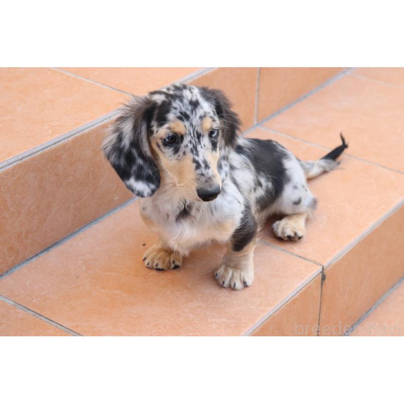 販売中の香川県のミニチュアダックスフンド(ロングヘアード)-406328の6枚目