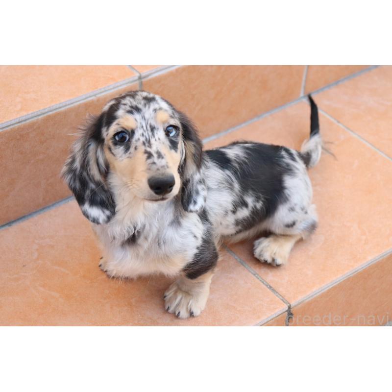 販売中の香川県のミニチュアダックスフンド(ロングヘアード)-406328の5枚目