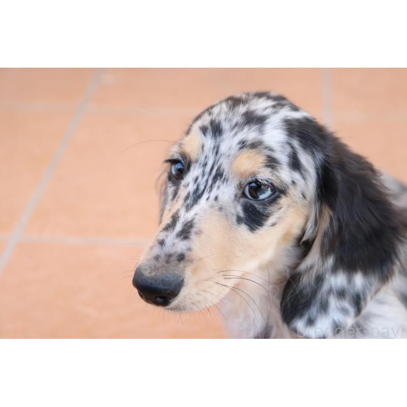 販売中の香川県のミニチュアダックスフンド(ロングヘアード)-406328の4枚目